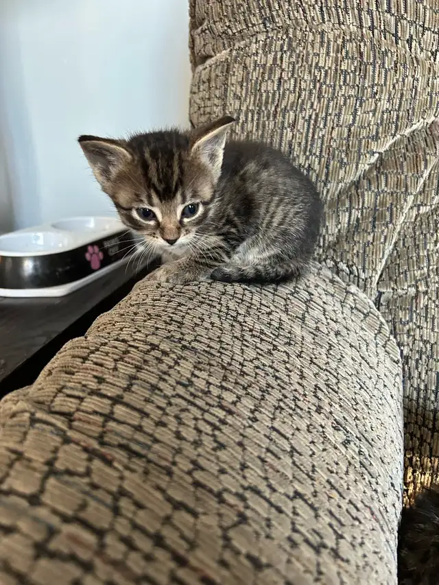 Russian blue kittens - Photo 6