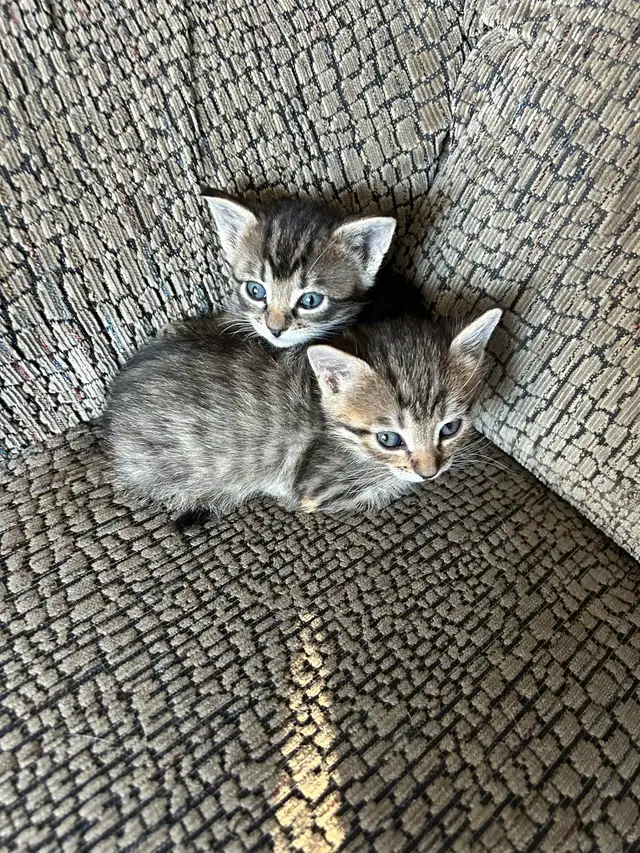 Russian blue kittens - Photo 7