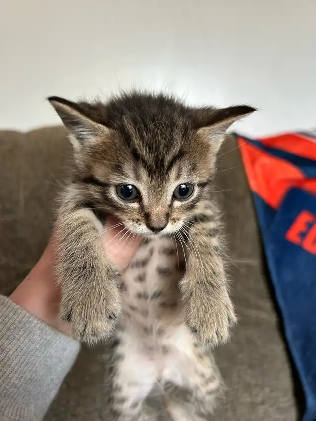 Russian blue kittens - Photo 8