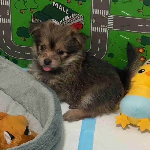 Yorkie-Pom Puppy