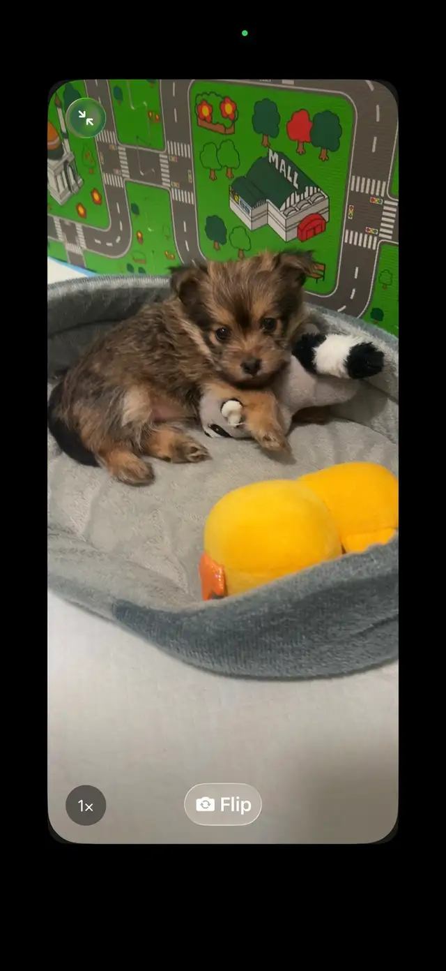 Yorkie-Pom Puppy - Photo 2