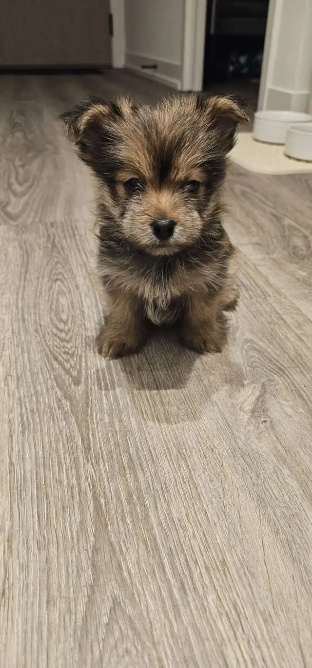 Yorkie-Pom Puppy - Photo 3