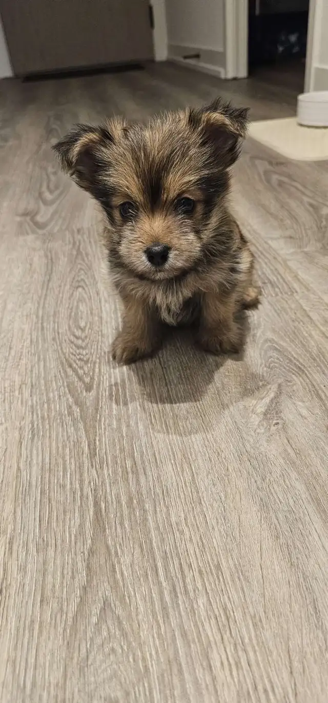 Yorkie-Pom Puppy - Photo 4