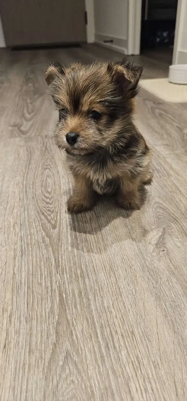Yorkie-Pom Puppy - Photo 5