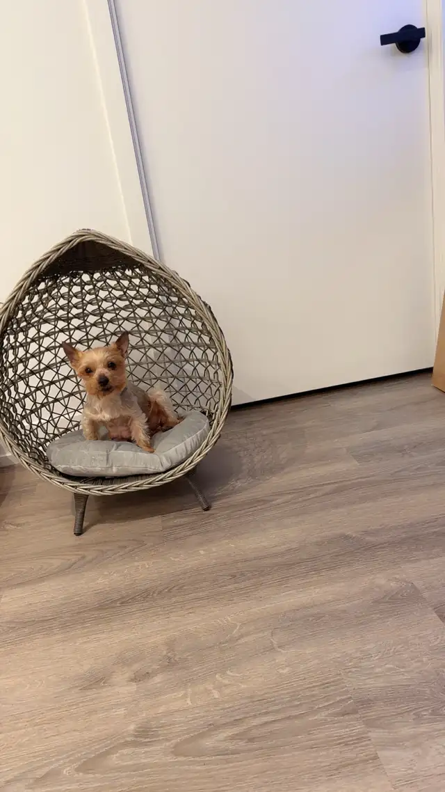 Yorkie-Pom Puppy - Photo 6