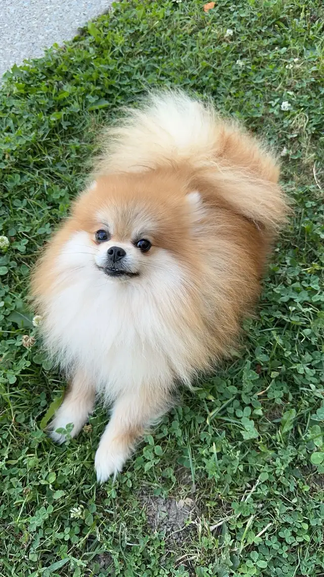 Yorkie-Pom Puppy - Photo 7