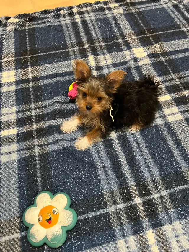 SWEETEST little morkies EVER!!