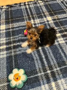 SWEETEST little morkies EVER!!