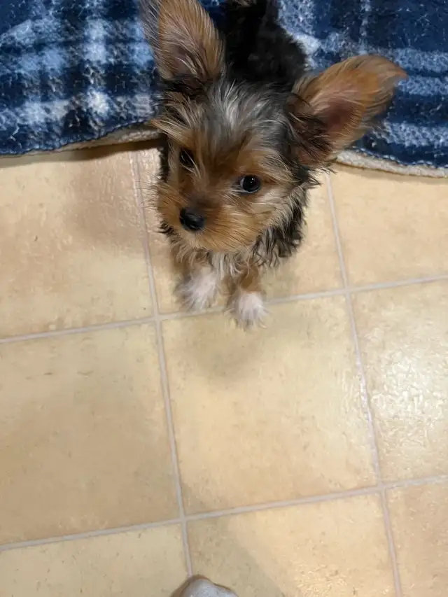 SWEETEST little morkies EVER!! - Photo 2