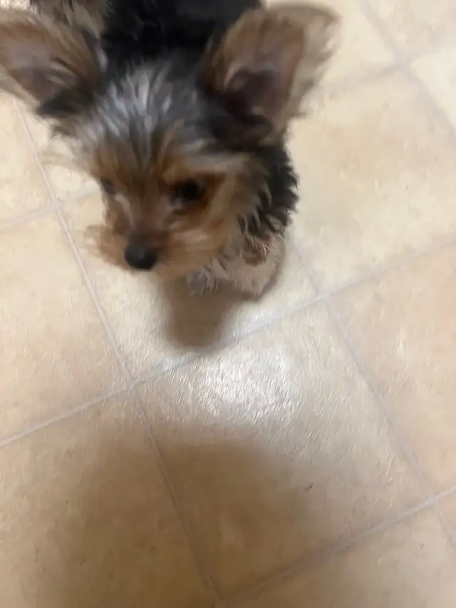 SWEETEST little morkies EVER!! - Photo 3