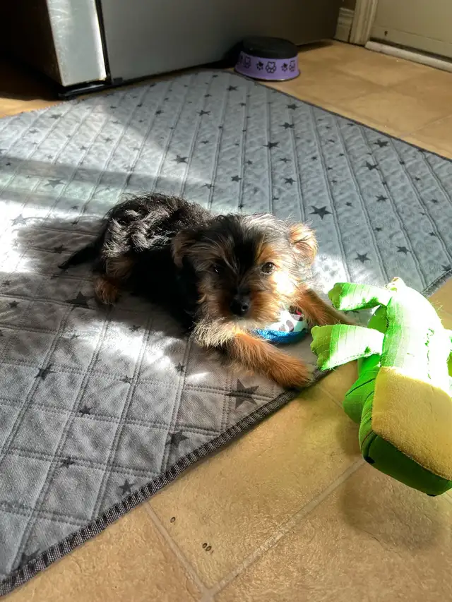 SWEETEST little morkies EVER!! - Photo 4