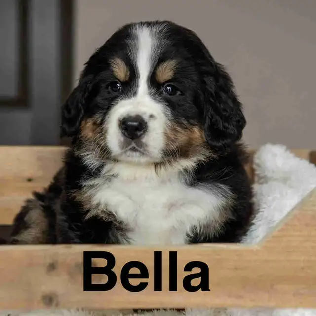 CKC Registered Bernese mountain dog puppies