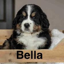 CKC Registered Bernese mountain dog puppies