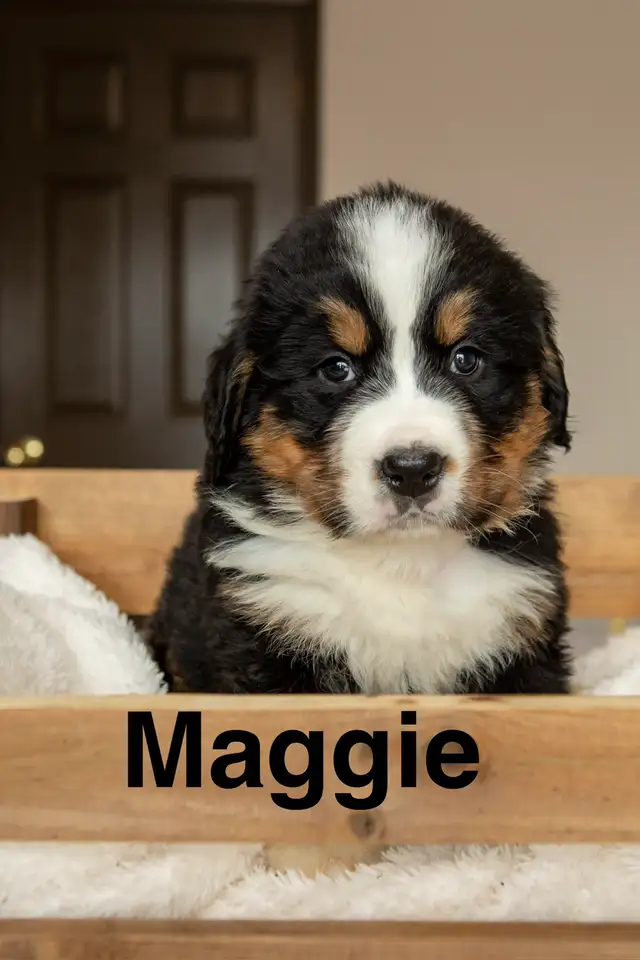 CKC Registered Bernese mountain dog puppies - Photo 2