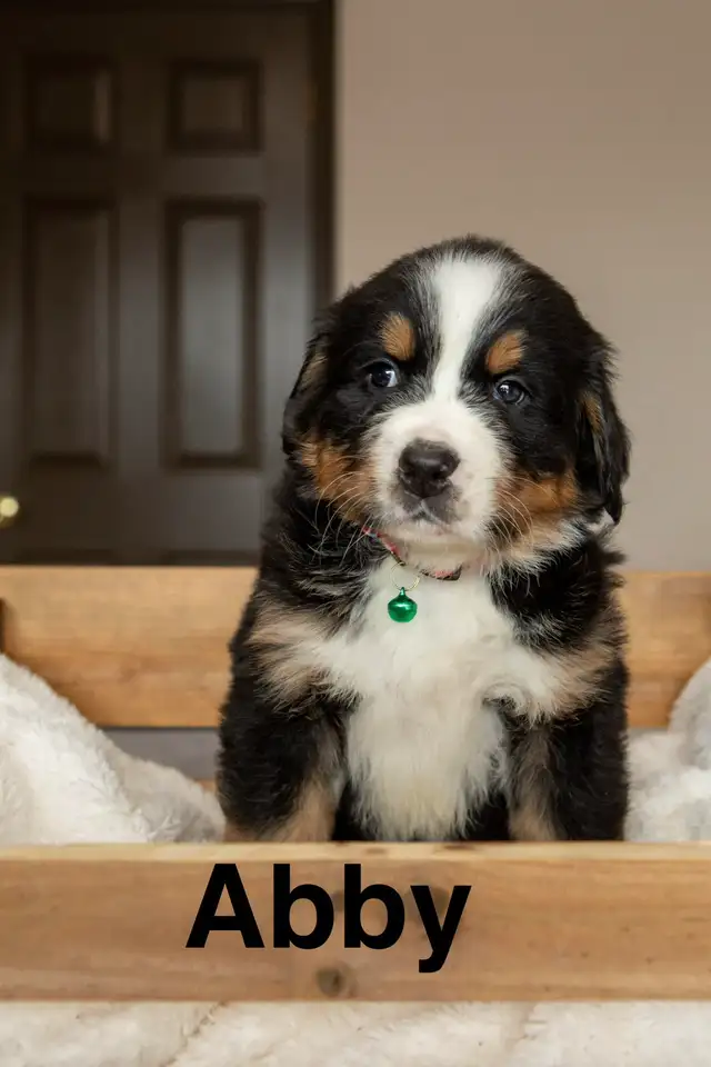 CKC Registered Bernese mountain dog puppies - Photo 3