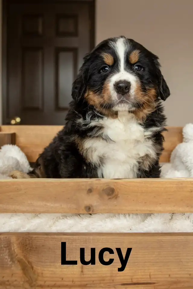 CKC Registered Bernese mountain dog puppies - Photo 4