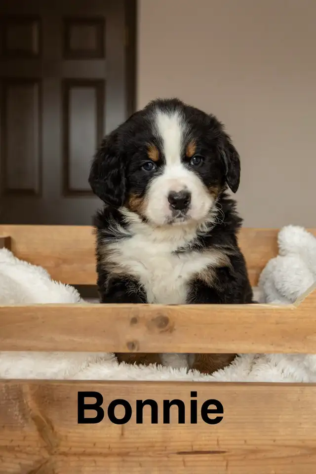 CKC Registered Bernese mountain dog puppies - Photo 5
