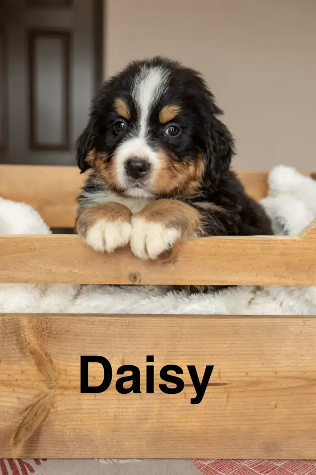 CKC Registered Bernese mountain dog puppies - Photo 6