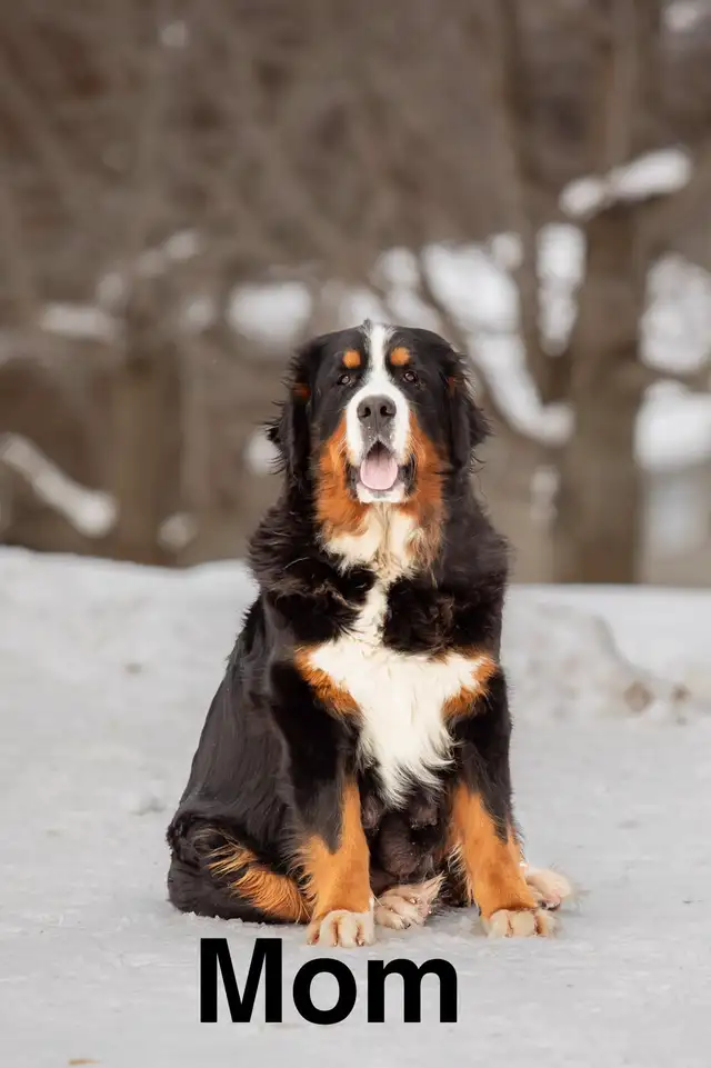 CKC Registered Bernese mountain dog puppies - Photo 7