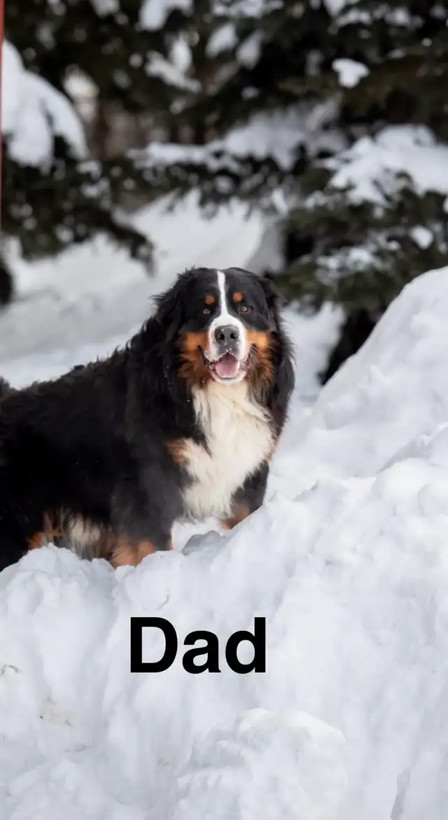 CKC Registered Bernese mountain dog puppies - Photo 8