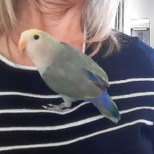 beau bébé inséparable roseicollis nourrit à la main