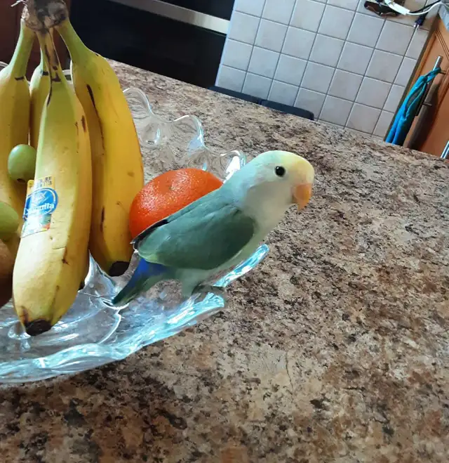 beau bébé inséparable roseicollis nourrit à la main - Photo 2