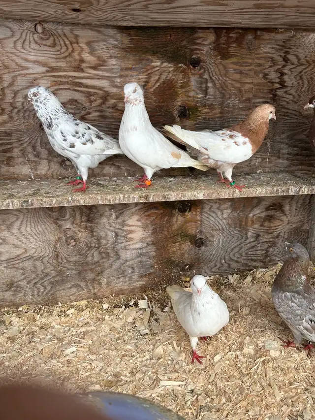 Birmingham rollers - Photo 2