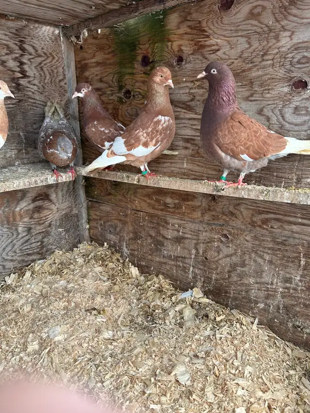 Birmingham rollers - Photo 3