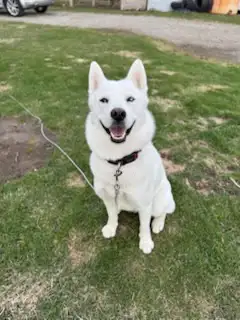 looking fo forever home