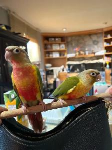 ❤️ Baby Conures for Sale HandFeeding ❤️