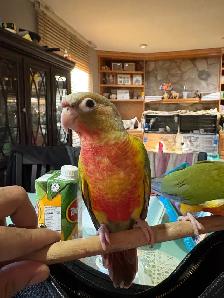 ❤️ Baby Conures for Sale HandFeeding ❤️ - Photo 2