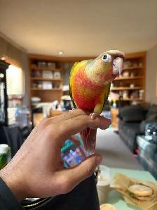 ❤️ Baby Conures for Sale HandFeeding ❤️ - Photo 4