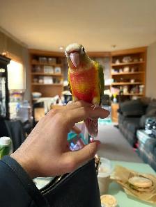 ❤️ Baby Conures for Sale HandFeeding ❤️ - Photo 5