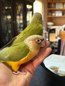 ❤️ Baby Conures for Sale HandFeeding ❤️ - Photo 7