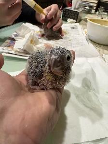 ❤️ Baby Conures for Sale HandFeeding ❤️ - Photo 9