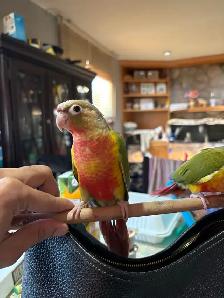 ❤️ Baby Cockatiels for sale friendly and tamed ❤️ - Photo 3