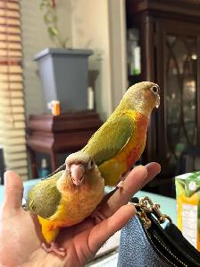 ❤️ Baby Cockatiels for sale friendly and tamed ❤️ - Photo 5