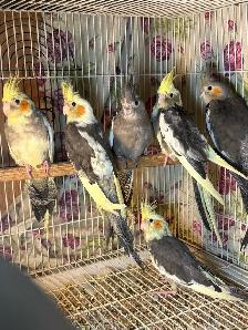 ❤️ Baby Cockatiels for sale friendly and tamed ❤️ - Photo 7