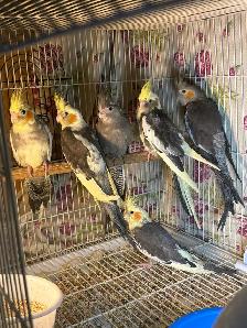 ❤️ Baby Cockatiels for sale friendly and tamed ❤️ - Photo 8