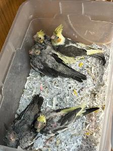 ❤️ Baby Cockatiels for sale friendly and tamed ❤️ - Photo 9