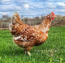 20 SWEDISH FLOWER HENS