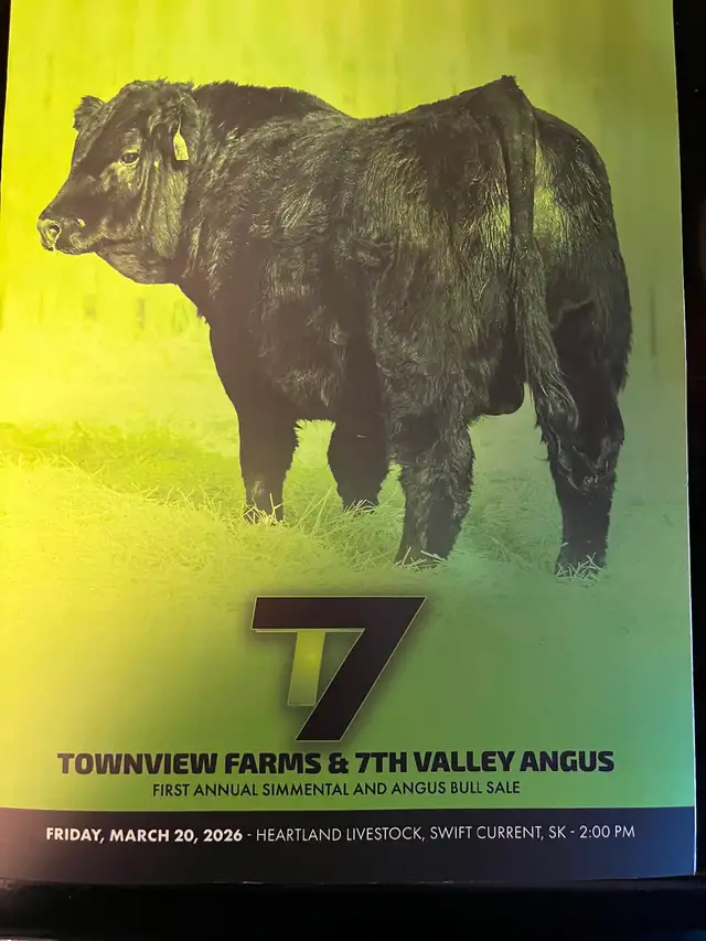 First Annual Black Simmental and Black Angus Bull Sale!