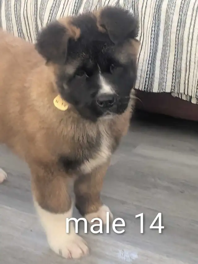 Akita Américain - Photo 2