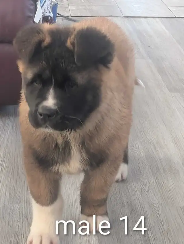 Akita Américain - Photo 3