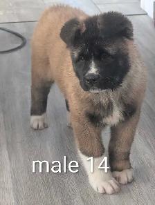 Akita Américain - Photo 4