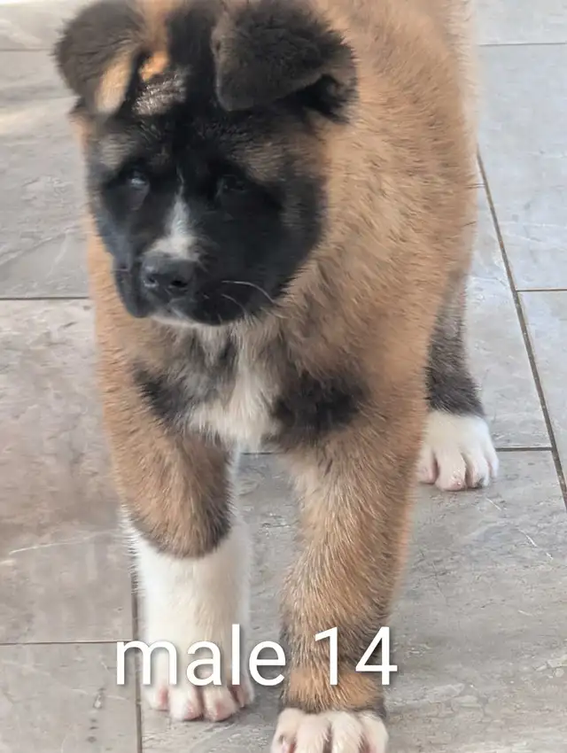 Akita Américain - Photo 5