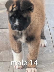 Akita Américain - Photo 5