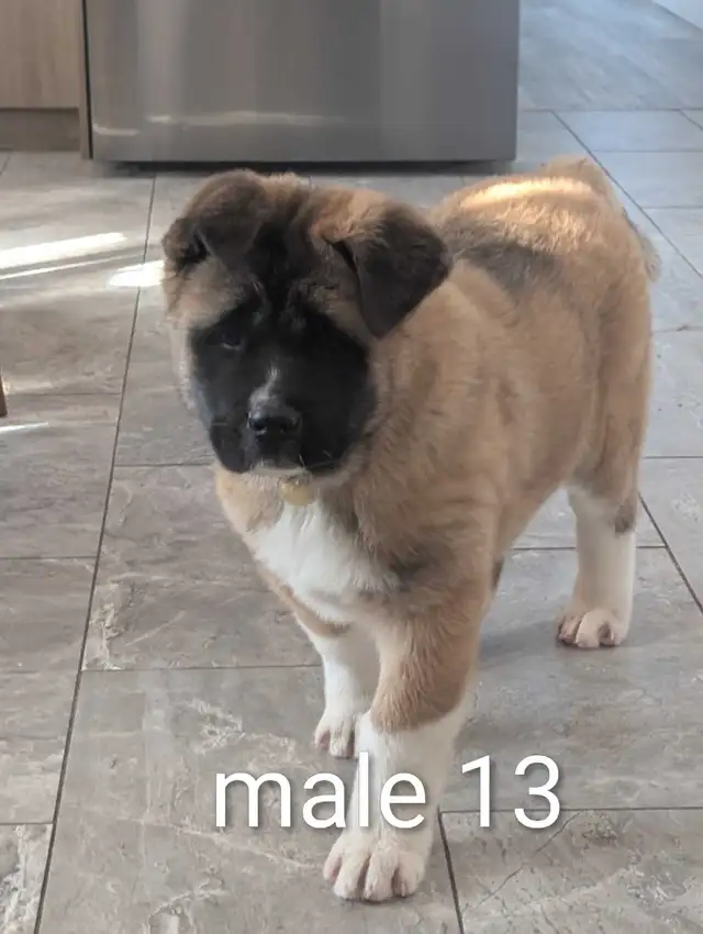 Akita Américain - Photo 6