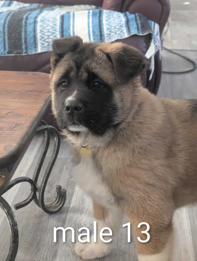 Akita Américain - Photo 7