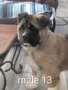 Akita Américain - Photo 7